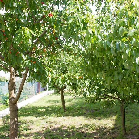 Villa Fig Zmijavci Kültér fotó
